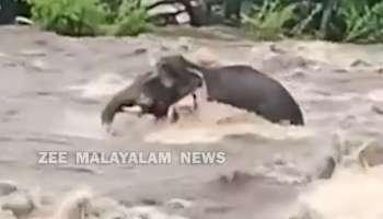 Kerala flood alert updates: സംസ്ഥാനത്ത് അതിശക്തമായ മഴ; ചാലക്കുടിപ്പുഴയിൽ കാട്ടാന ഒഴുക്കിൽപ്പെട്ടു- വീഡിയോ