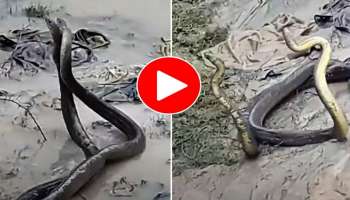 Viral Video: വ്യത്യസ്തമായ നാഗ്-നാഗിനി പ്രണയം, ഈ കാഴ്ച നിങ്ങൾ മുൻപ് കണ്ടിട്ടുണ്ടാവില്ല..! വീഡിയോ വൈറൽ