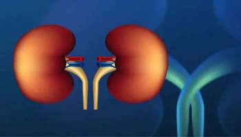 Kidney Health: വൃക്ക തകരാര്‍, ശരീരം നല്‍കുന്ന ഈ സിഗ്നലുകള്‍ ഒരിയ്ക്കലും തള്ളിക്കളയരുത്