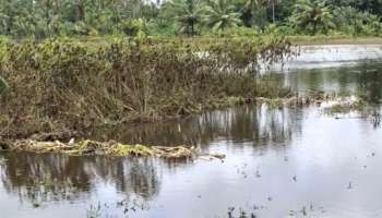 Kerala Rains 2022: ഓണക്കാലം വറുതിക്കാലമാക്കി മഴയും വെള്ളപ്പൊക്കവും; സ്വപ്നങ്ങള്‍ തകർന്ന് കർഷകർ