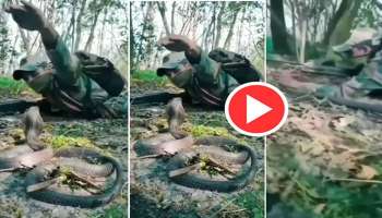 Viral Video: പട്ടാളക്കാരന്റെ മുന്നിൽ വന്ന് രാജവെമ്പാല, പിന്നെ സംഭവിച്ചത്..! വീഡിയോ വൈറൽ  