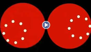 Optical Illusion Video: ഈ ബോളുകൾ സഞ്ചരിക്കുന്നത് നേർരേഖയിലാണ്; നിങ്ങൾ വിശ്വസിക്കുമോ?