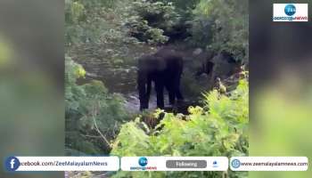 Wild elephant found with poor health condition in Attapadi Tamil Nadu border