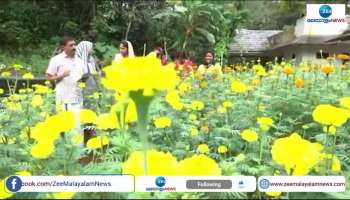 Marigold flowers blooming in Tamil Nadu bloomed in Kottayam's Vazhur Panchayat 