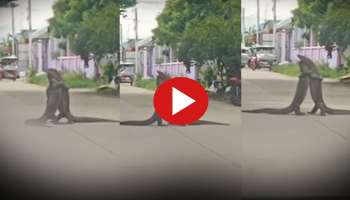 Viral Video: ഭീമൻ പല്ലികൾ നടുറോഡിൽ മുഖാമുഖം, പിന്നെ സംഭവിച്ചത്..! വീഡിയോ വൈറൽ 