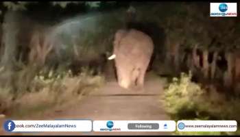 People in Attappadi Koodapatti under fear of elephant