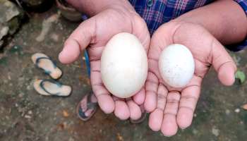 ഇതൊരു ഒന്നൊന്നര കോഴിമുട്ടയല്ല; അതുക്കും മേലെ.. അസാധാരണ വലിപ്പത്തിലൊരു കോഴിമുട്ട