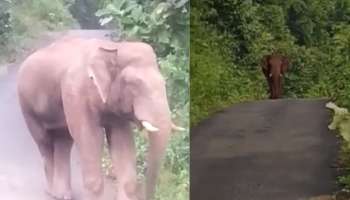 Elephant attack: കൊല്ലം അച്ചൻകോവിലിൽ യുവാവിനെ കാട്ടാന ചവിട്ടിക്കൊന്നു