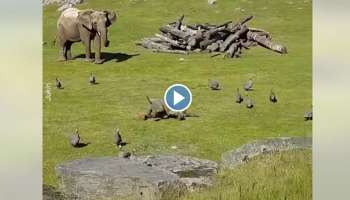Viral Video : കോഴികളെ ഓടിക്കാൻ ശ്രമിച്ച് ആനക്കുട്ടി, പിന്നെ സംഭവിച്ചത്; വീഡിയോ വൈറൽ