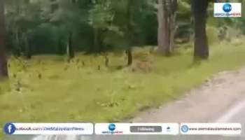 Viral VIdeo Bull frightening tiger video