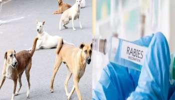 Street Dog Assault: തെരുവുനായ ആക്രമണം: പേ വിഷബാധയ്‌ക്കെതിരെ കുത്തിവയ്പെടുത്ത പെൺകുട്ടി ഗുരുതരാവസ്ഥയിൽ 