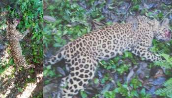Tiger attack in idukki‍: ഇടുക്കി മാങ്കുളത്ത് പുലിയുടെ ആക്രമണം; മധ്യവയസ്കന്റെ പ്രതിരോധത്തിനിടെ പുലി ചത്തു