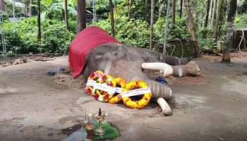 കുന്നംകുളത്തിന്റെ സ്വന്തം; കുന്നംകുളം ഗണേശൻ ചെരിഞ്ഞു