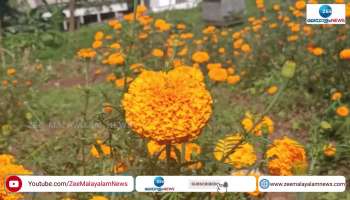 Sultan Bathery flower farming 