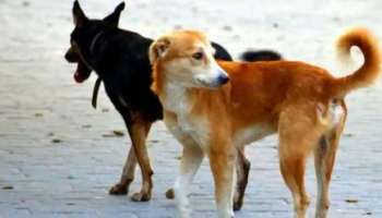 Stray dog attack: തിരുവനന്തപുരം കാട്ടാക്കടയിൽ തെരുവ് നായയുടെ ആക്രമണം; മൂന്ന് കുട്ടികൾ ഉൾപ്പെടെ നാല് പേർക്ക് പരിക്ക്