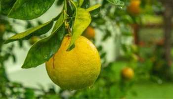 Health benefits lime: ആരോ​ഗ്യകരമായ ഭക്ഷണശീലങ്ങളിൽ നാരങ്ങയുടെ പങ്ക്; അറിയാം നാരങ്ങയുടെ അത്ഭുത ​ഗുണങ്ങൾ