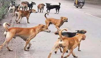 Stray Dog Attack: തൃശൂരിൽ ബൈക്കിനെ പിന്തുടർന്ന് തെരുവുനായയുടെ ആക്രമണം; യുവതിക്ക് പരിക്ക്  