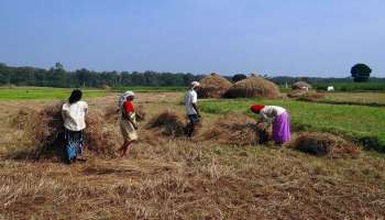 Rice Export: പൊടിയരി കയറ്റുമതി നിരോധിച്ച് ഇന്ത്യ, ആഭ്യന്തര വിതരണം വര്‍ദ്ധിപ്പിക്കുക ലക്ഷ്യം