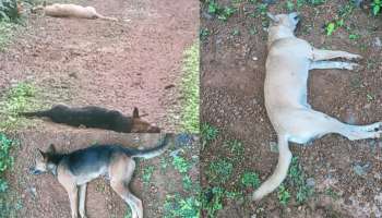 Stray dogs: കോട്ടയത്ത് തെരുവ് നായ്ക്കൾ ചത്ത നിലയിൽ; വിഷം നൽകി കൊന്നതെന്ന് സംശയം