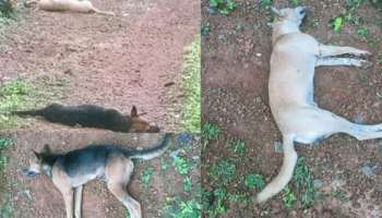 Stray dogs: കോട്ടയത്ത് നായ്ക്കൾ കൂട്ടത്തോടെ ചത്ത സംഭവം; പോലീസ് കേസെടുത്തു, നായ്ക്കളുടെ ജഡം പുറത്തെടുത്ത് പോസ്റ്റ്മോർട്ടം ചെയ്യും