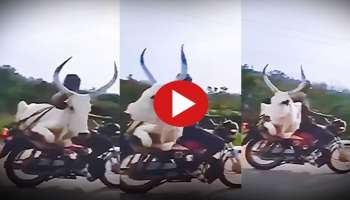 Viral Video: കാളയുടെ ബൈക്ക് സവാരി കണ്ടിട്ടുണ്ടോ? ഇല്ലെങ്കിൽ കണ്ടു നോക്കൂ..! വീഡിയോ വൈറൽ 