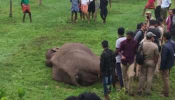 പാലക്കാട് കാട്ടാന ഷോക്കേറ്റ് ചരിഞ്ഞു; ആനക്ക് ഷോക്കേറ്റത് കാട്ടുപന്നിയെ പിടിക്കനായി സ്ഥാപിച്ച വൈദ്യുതി വേലിയിൽ നിന്ന്