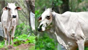 പേവിഷബാധയേറ്റ പശുവിനെ വെടിവെച്ചു കൊന്നു; കനത്ത ജാഗ്രത