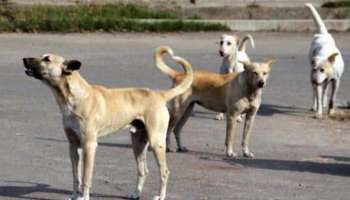  Stray Dog Attack : തെരുവ് നായ ശല്യം; നായകൾക്ക് ഭക്ഷണം നൽകുന്നതിനിടെ സീരിയൽ നടിക്ക് കടിയേറ്റു