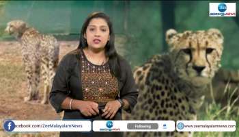 Cheetahs Reintroduced to india from south africa