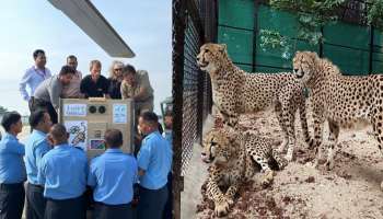 Cheetah India | 70 വർഷങ്ങൾക്ക് ശേഷം ചീറ്റകൾ ഇന്ത്യയിൽ, ഗ്വാളിയാറിൽ പുലികളെത്തി