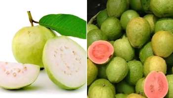White or Pink Guava: ഏത് തരം പേരയ്ക്ക ആണ് ആരോഗ്യത്തിന് കൂടുതല്‍ ഉത്തമം? 
