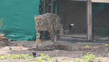 Cheetah : ഇന്ത്യയിലെത്തിച്ച ചീറ്റകള്‍ക്ക് പേര് നിർദ്ദേശിക്കാൻ അവസരം; എന്നാൽ ഒരു നിബന്ധനയുണ്ട്
