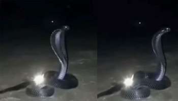 Viral Video: നാഗമാണിക്യത്തിന് കാവലിരിക്കുന്ന കരി നാഗം..! അപൂർവ ദൃശ്യം വൈറലാകുന്നു