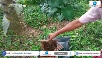 Farmers in crisis because of Honey production decreased
