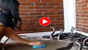 Viral Video: ഡസൻ കണക്കിന് മൂർഖന്മാരെ കൂളായി കുളിപ്പിക്കുന്ന പെൺകുട്ടി..! വീഡിയോ വൈറൽ 