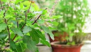 Tulsi Plants: ഇത്തരം ആളുകള്‍ ഒരിയ്ക്കല്‍ പോലും വീടുകളില്‍ തുളസി നടുവാന്‍ പാടില്ല