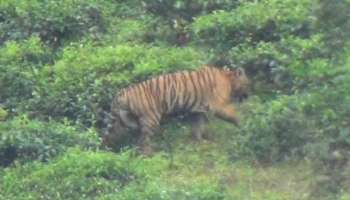 Tiger attack Idukki: നയമക്കാട് എസ്റ്റേറ്റിൽ തൊഴുത്തില്‍ കെട്ടിയിട്ട പശുക്കളെ കടുവ കൊന്നു