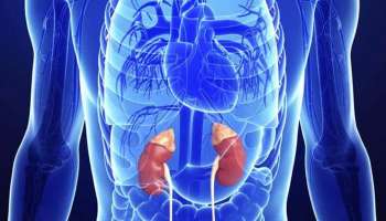  Kidney Disease Symptoms : വൃക്ക രോഗത്തിന്റെ പ്രധാന ലക്ഷണങ്ങൾ എന്തൊക്കെ?