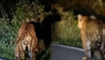 Tiger attack Idukki: മൂന്നാർ രാജമലയിൽ കടുവയിറങ്ങി; ജനങ്ങൾ വീടുകളിൽ നിന്ന് പുറത്തിറങ്ങരുതെന്ന് നിർദേശം