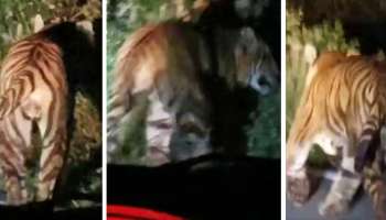 Tiger attack Idukki: ജനവാസ മേഖലയിലിറങ്ങിയ കടുവയെ കണ്ടെത്താൻ ഡ്രോൺ നിരീക്ഷണം; കടുവയെ പിടികൂടാൻ കൂടുകൾ സ്ഥാപിച്ച് വനംവകുപ്പ്