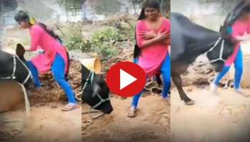 Viral Video: എരുമയുടെ മുന്നിൽ ഡാൻസ് കളിച്ച പെൺകുട്ടിയ്ക്ക് കിട്ടി എട്ടിന്റെ പണി..! വീഡിയോ വൈറൽ 