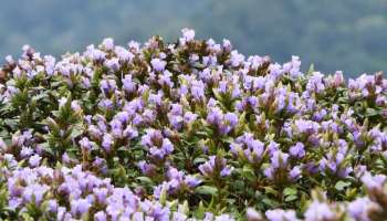   Neelakurinji Blooms : മലനിരകളിൽ നീല പട്ട് വിരിച്ച്‌ വീണ്ടും നീല കുറിഞ്ഞി വിരുന്നെത്തി