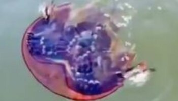 Viral Video: കുതിര കുളമ്പ് ഞണ്ട് നീന്തുന്നത് കണ്ടിട്ടുണ്ടോ? വീഡിയോ വൈറൽ