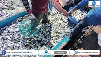 Seafood, increase in availability of sardine and mackerel