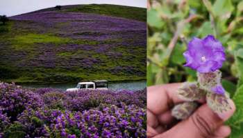 Neelakurinji : നീലക്കുറഞ്ഞി ഇടുക്കിയിൽ മാത്രമല്ല അങ്ങ് കർണാടകയിലും പൂത്തു; ചിക്കമംഗലൂരുവിലേക്ക് ഒഴുകി സഞ്ചാരികൾ