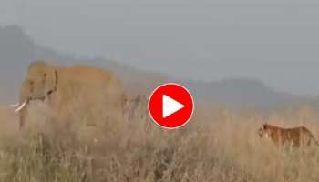 Viral Video: ആന ഒന്ന് തിരിഞ്ഞ് നോക്കിയതേയുള്ളു, കടുവ പറ പറന്നു