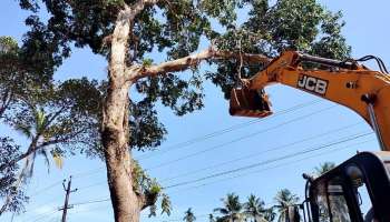 പയ്യന്നൂർ ദേശീയപാതയോരത്തെ അവസാനത്തെ കുഞ്ഞിമംഗലംമാവും മുറിച്ചു