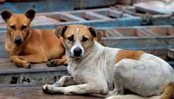 Dog Attack: 8 മാസം പ്രായമുള്ള പെൺകുഞ്ഞിനെ തെരുവ് നായ്ക്കള്‍ കടിച്ചു കൊന്നു