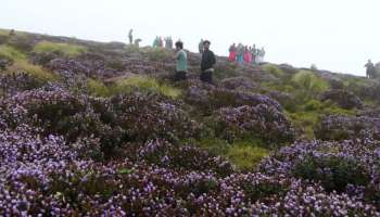 Neelakurinji : നീലക്കുറിഞ്ഞി നശിപ്പിച്ചാൽ നിയമ നടപടി; മുന്നറിയിപ്പുമായി വനം വകുപ്പ്