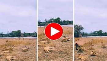 Viral Video: ജിറാഫിനെ പിടിക്കാൻ 25 ഓളം സിംഹങ്ങൾ പാഞ്ഞടുത്തു, പിന്നെ സംഭവിച്ചത്..! വീഡിയോ വൈറൽ